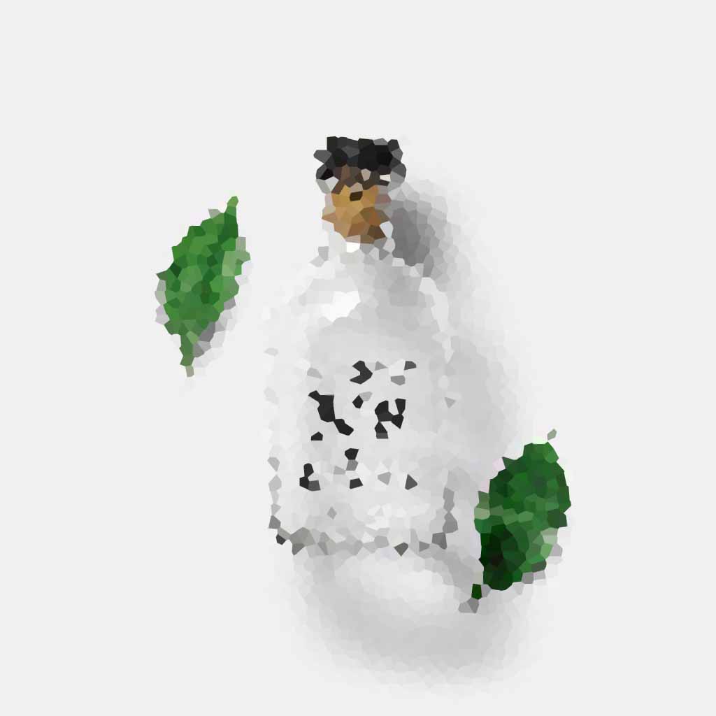 Perfume Bottle